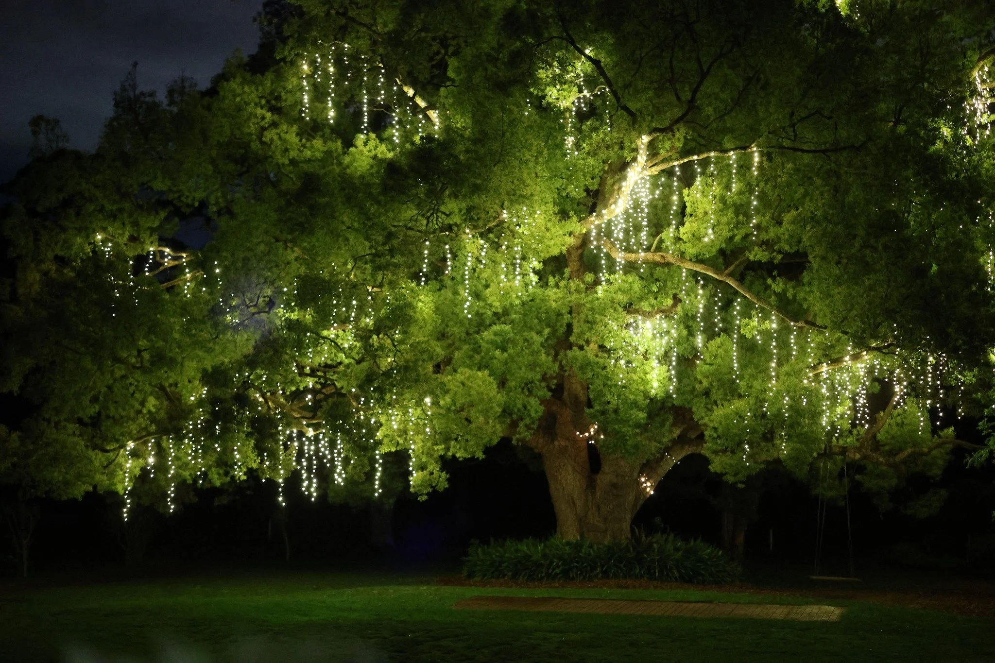The Ridge by night, where the trees sparkle and love shines brightest.

📸 @capturedbykatherine_ ✨