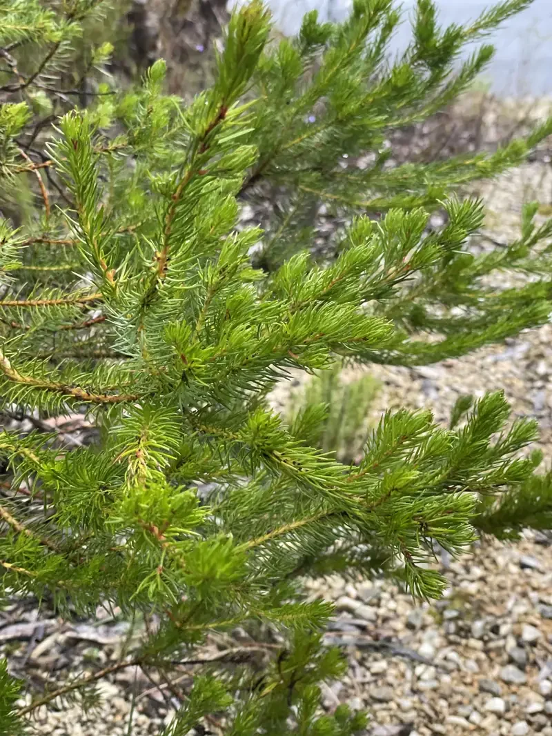 Persoonia acerosa (Needle Geebung)