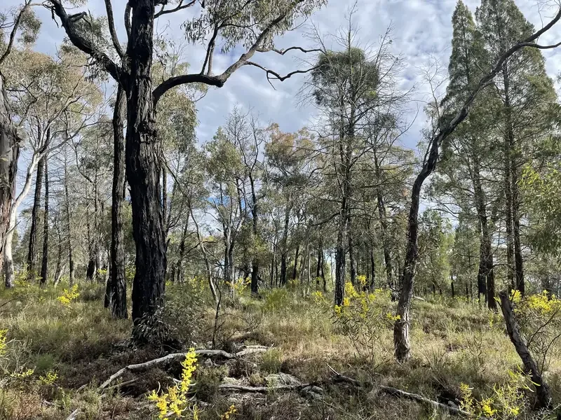 Grassland with trees