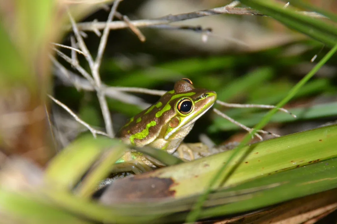 Green Golden Bell Frog