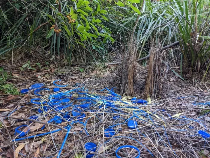 Satin Bowerbird (Ptilonorhynchus violaceus) 