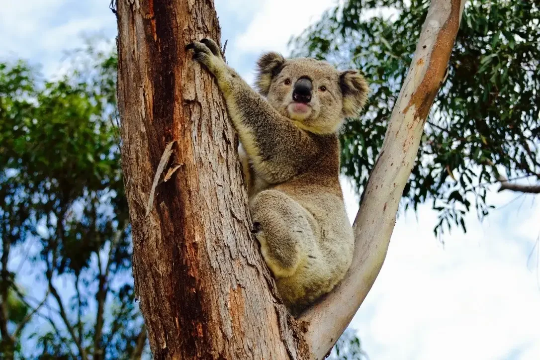 Fencing to Facilitate the Safe Movement of Koalas (Phascolarctos cinereus)