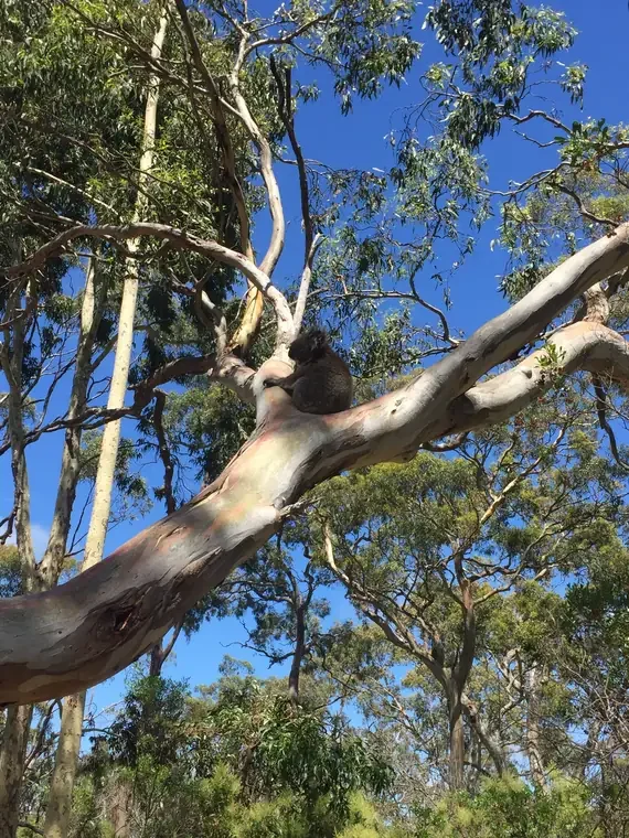 Koala in a tree