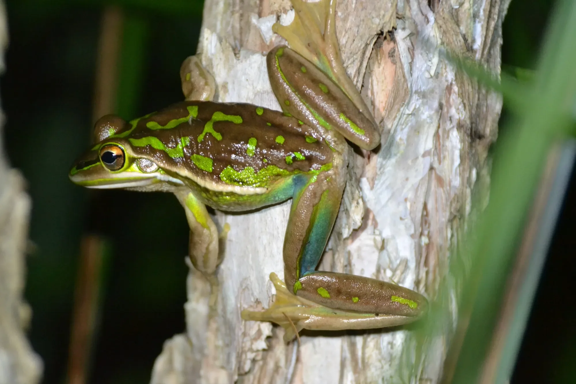 Green and Golden Bell Frog (Litoria aurea)