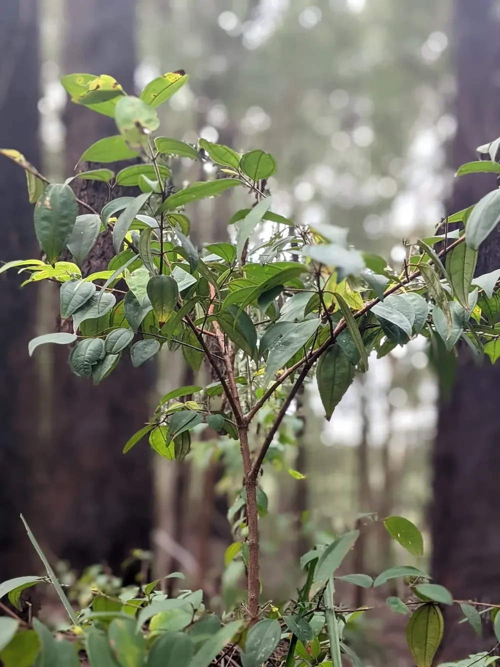 Scrub Turpentine (Rhodamnia rubescens)