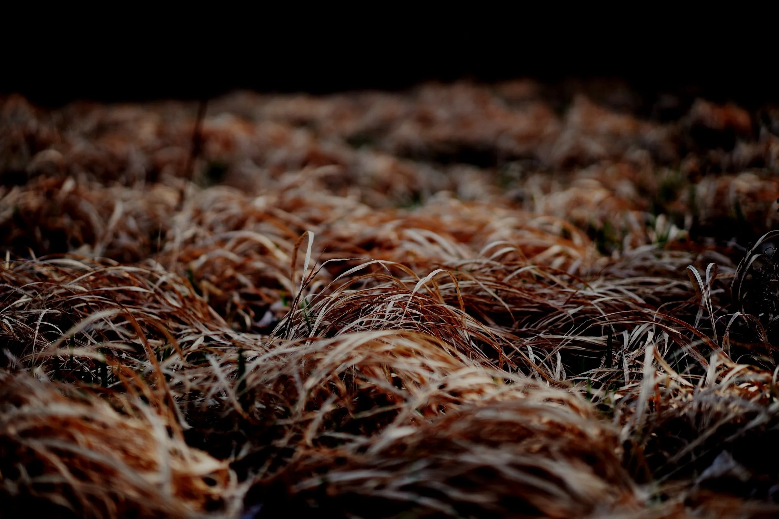 Close-up of dry, brown grass with a dark background