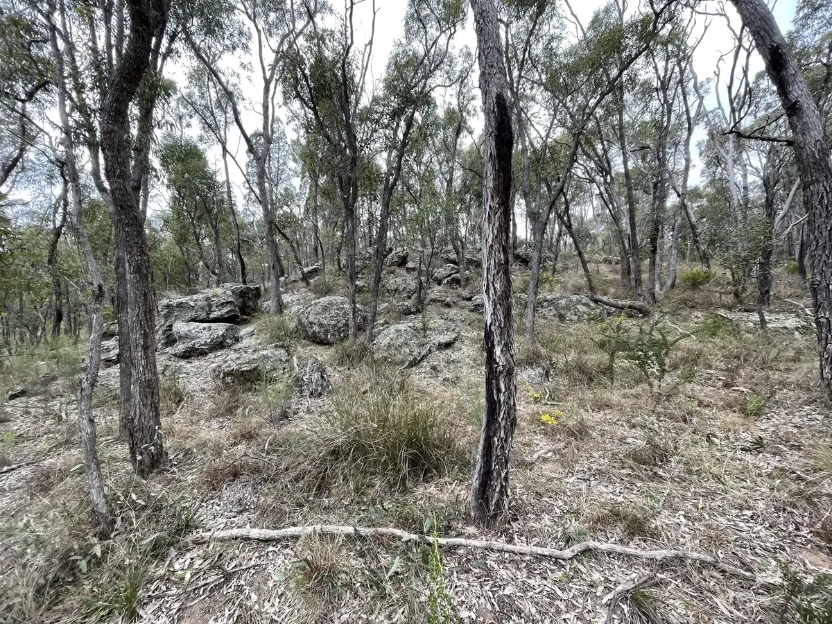 Rocky area with trees and grass.