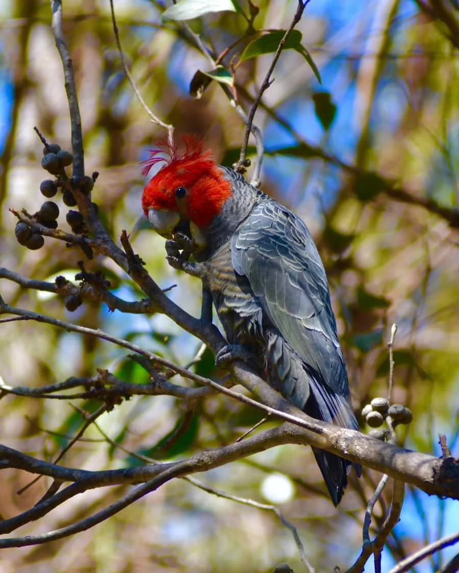 Bird sitting in a branch eating a seed.