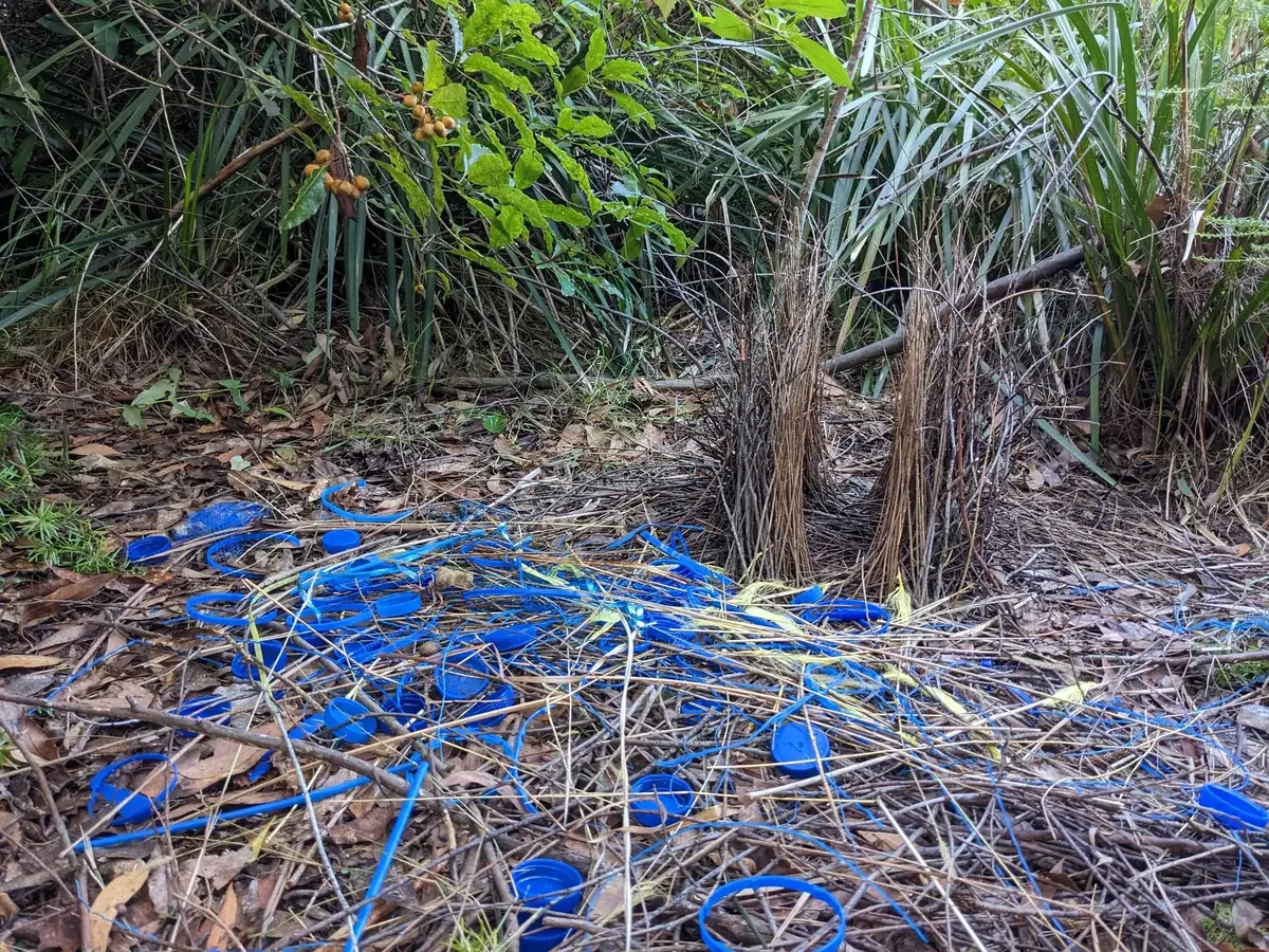A Bowerbird has used blue plastic to decorate