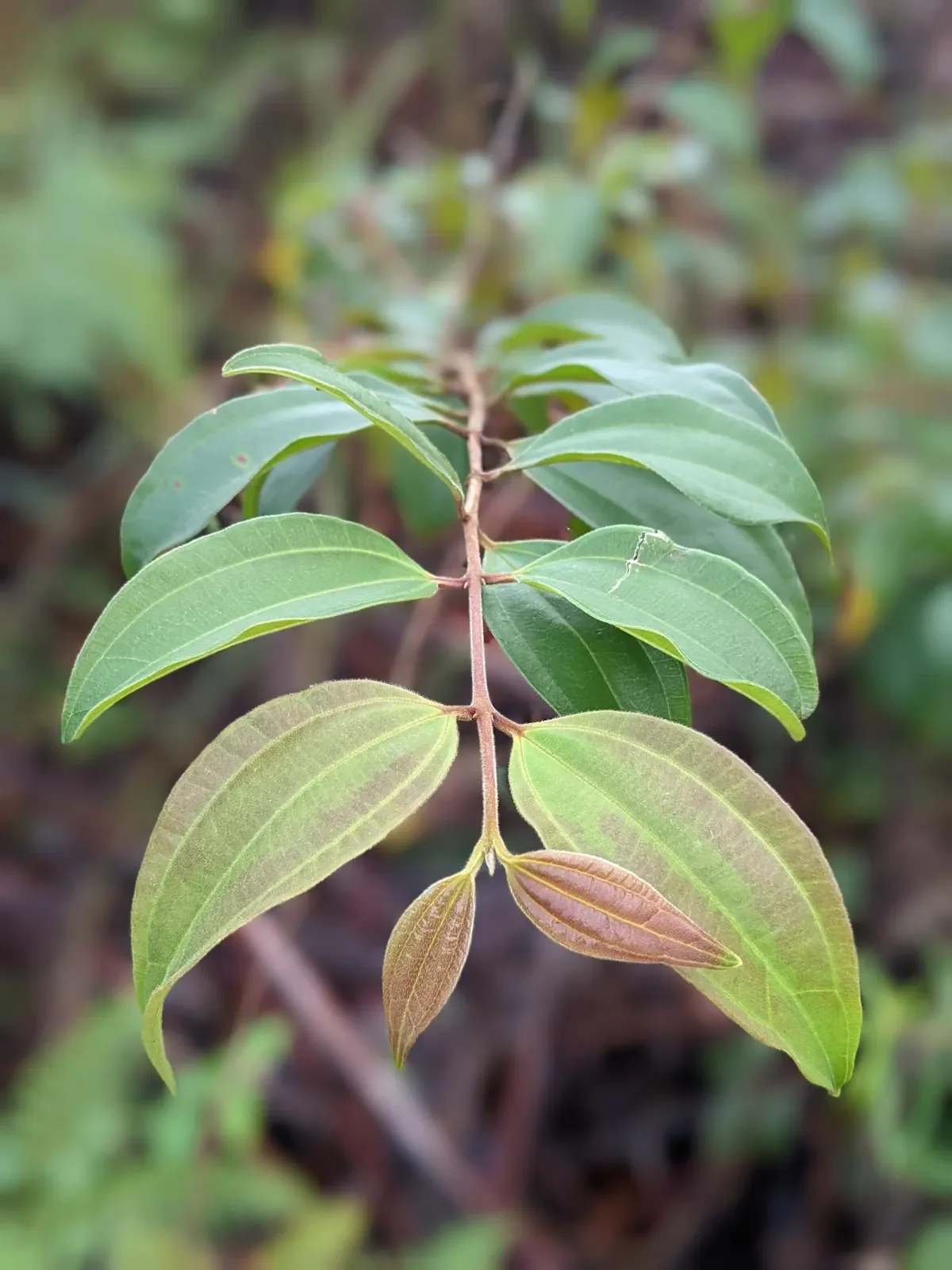 Close-up of a branch with green and reddish leaves.