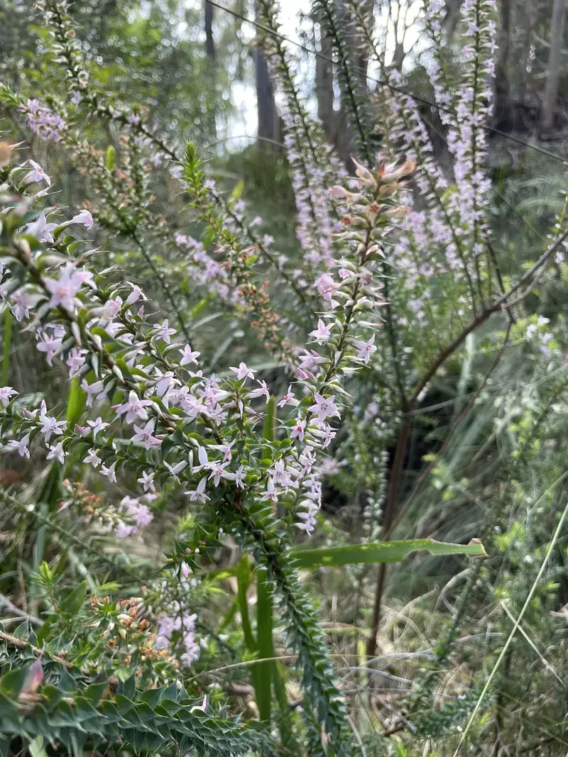 Epacris purpurascens var. purpurascens