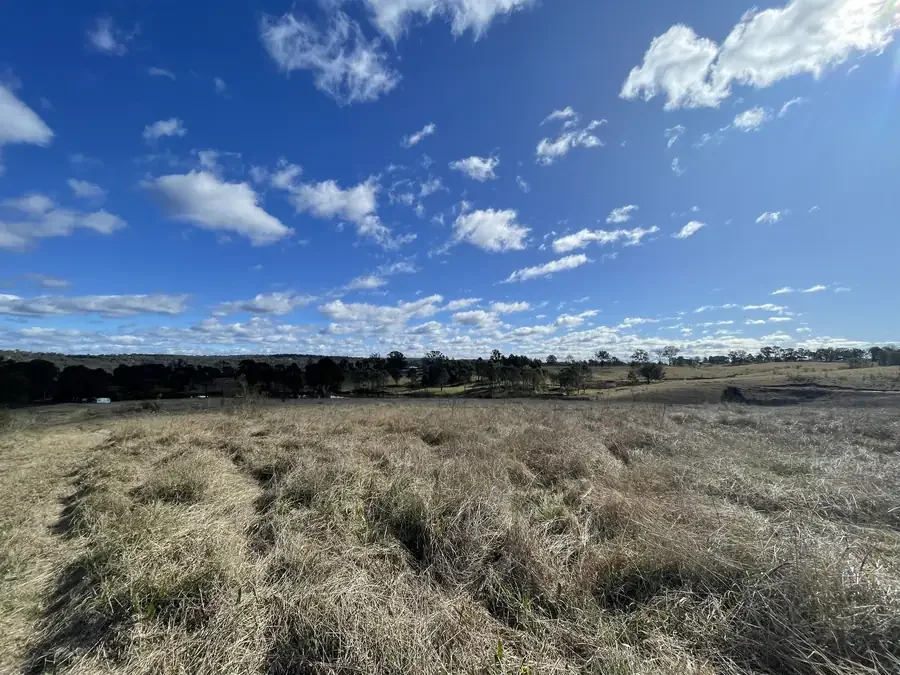 Grassy paddock with trees in the distance.