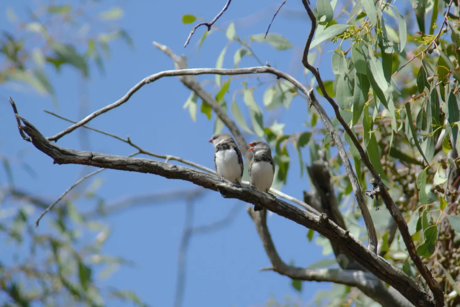 Two birds in a tree.