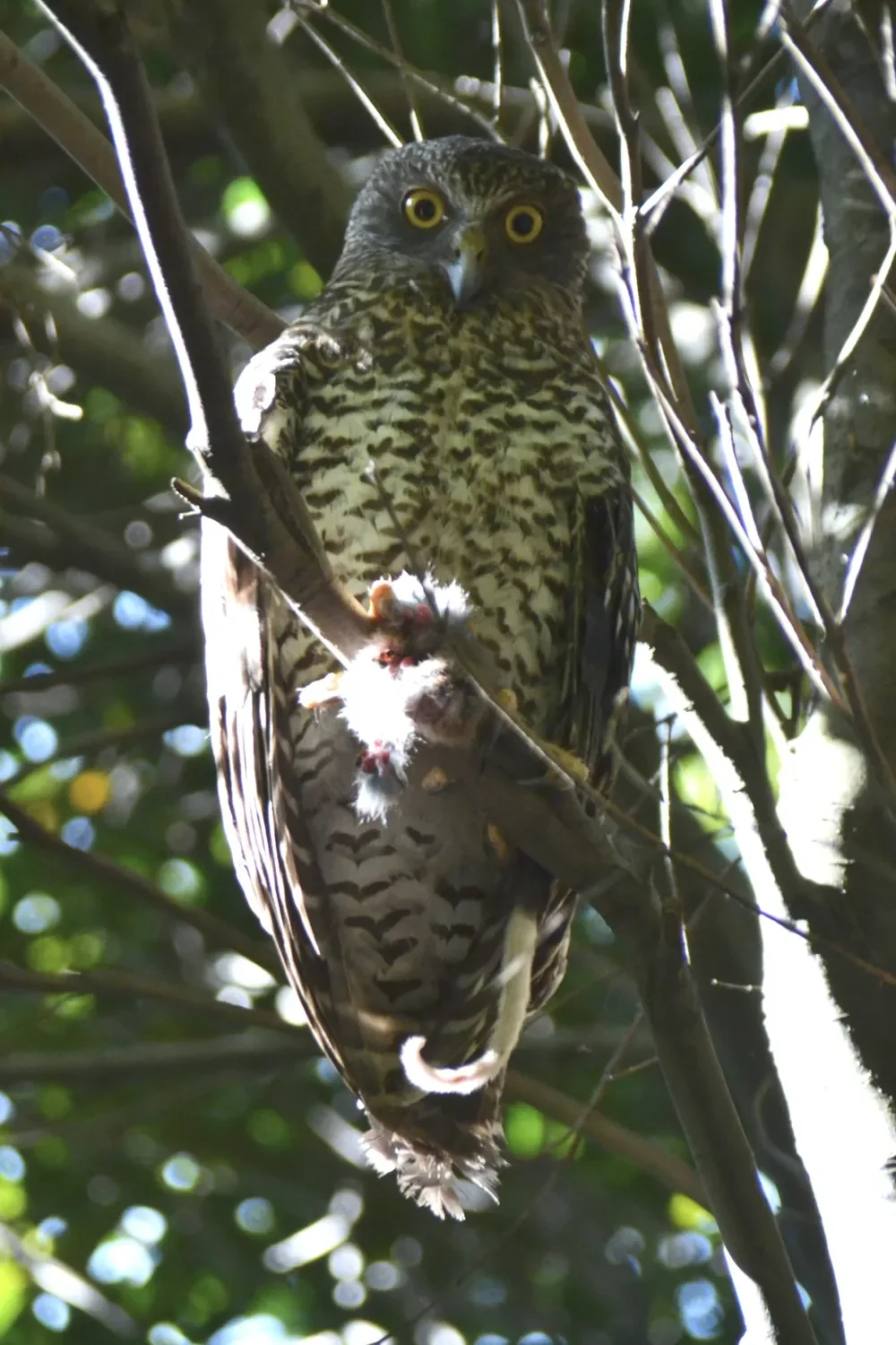 Owl perched on a tree branch among dense foliage, staring directly at the camera with sharp yellow eyes.