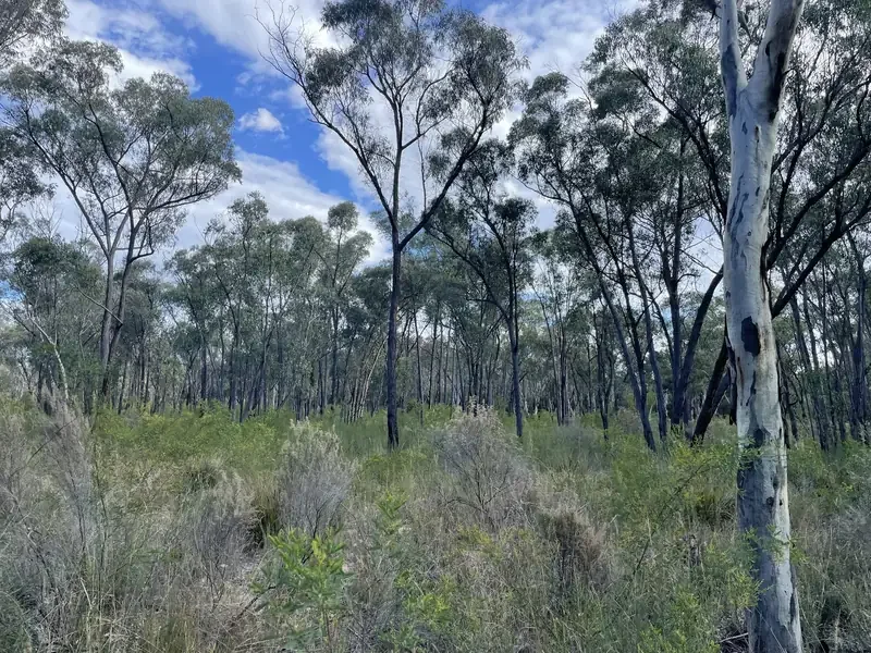 Grassland with trees