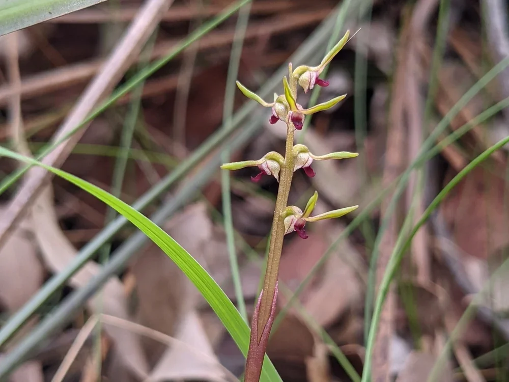 Close-up of a small orchid flower with pink and yellow petals, growing amidst grass and dry leaves.