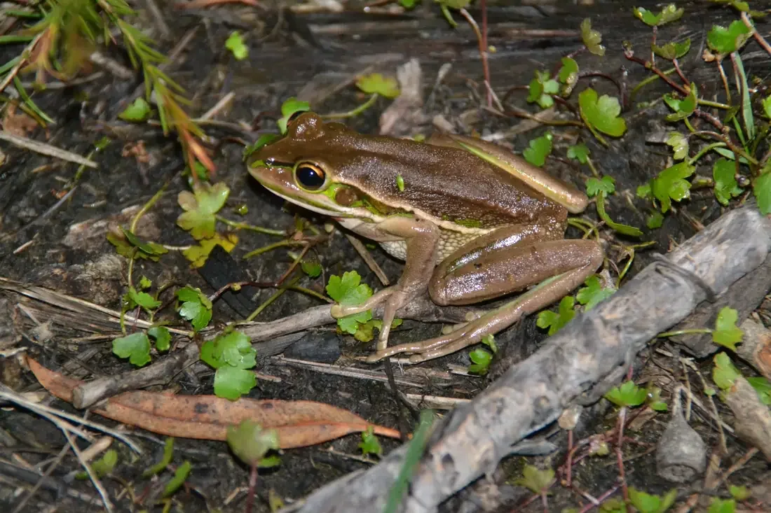Green Golden Bell Frog