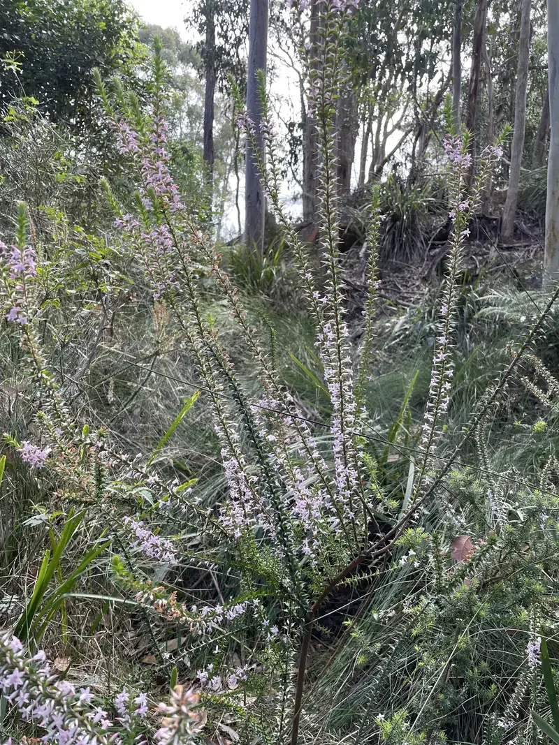 Epacris purpurascens var. purpurascens