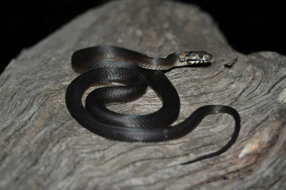 A snake slithering on a textured rock surface at night.