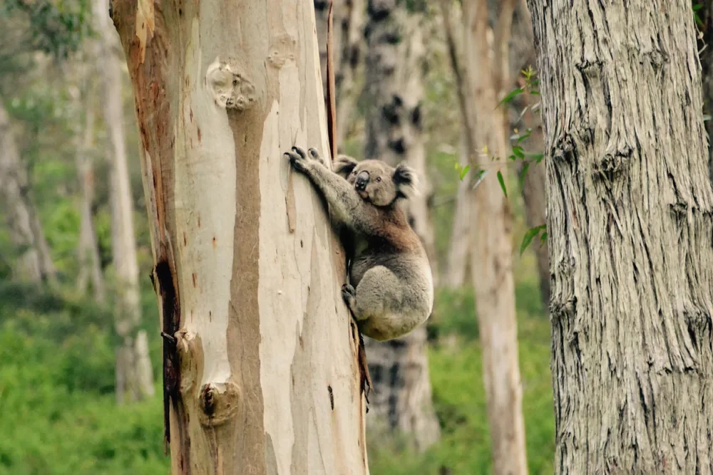 A koala climbing a tree in a forest setting with multiple eucalyptus trees and green foliage in the background.