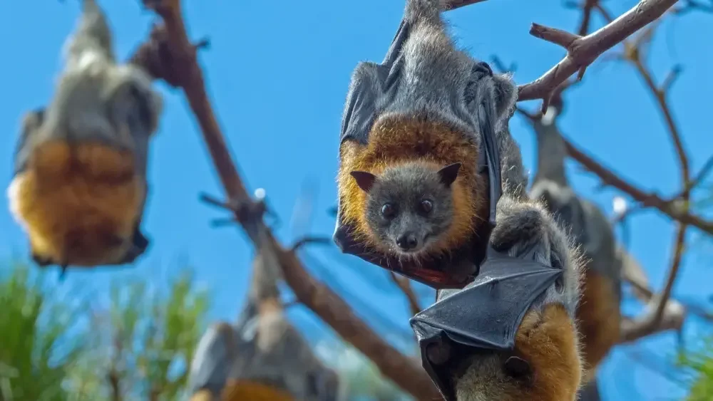 Grey-headed flying fox hanging from a tree in Shoalhaven looking at the camera for Flora and Fauna Assessment (FFA) Monitoring by East Coast Ecology