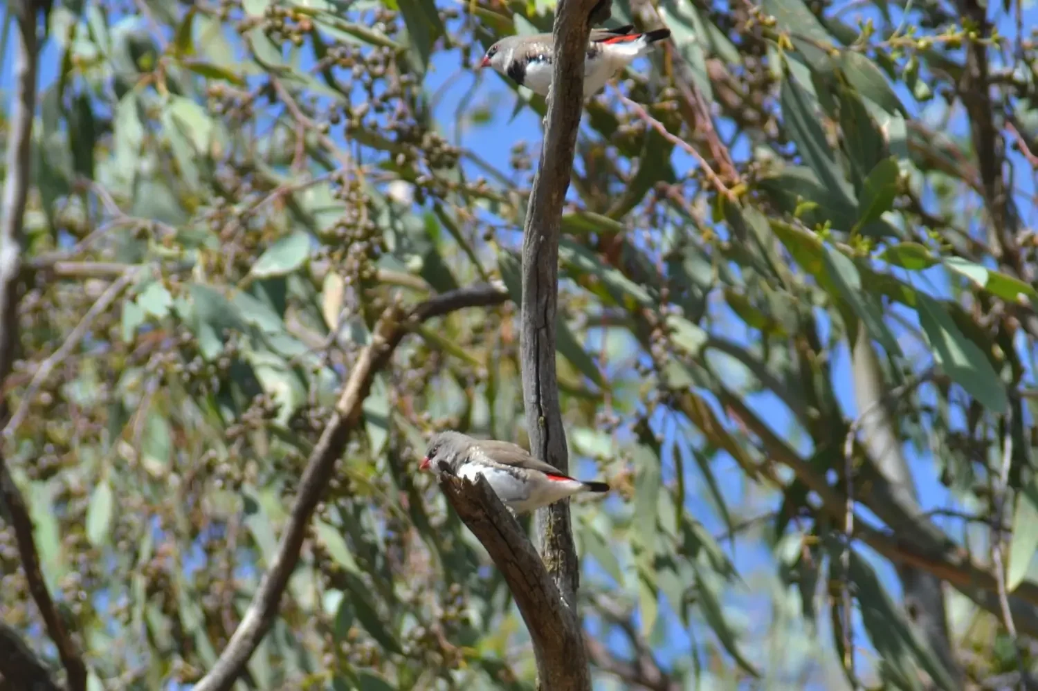 Bird in a tree.