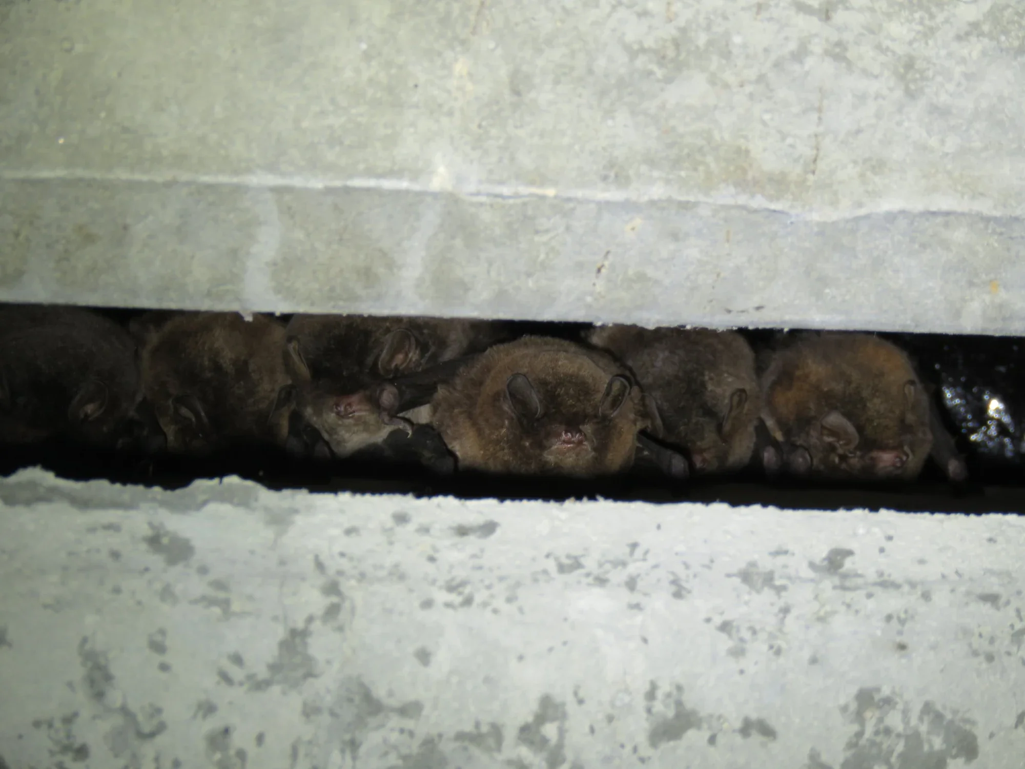 Microbats inside a bridge structure