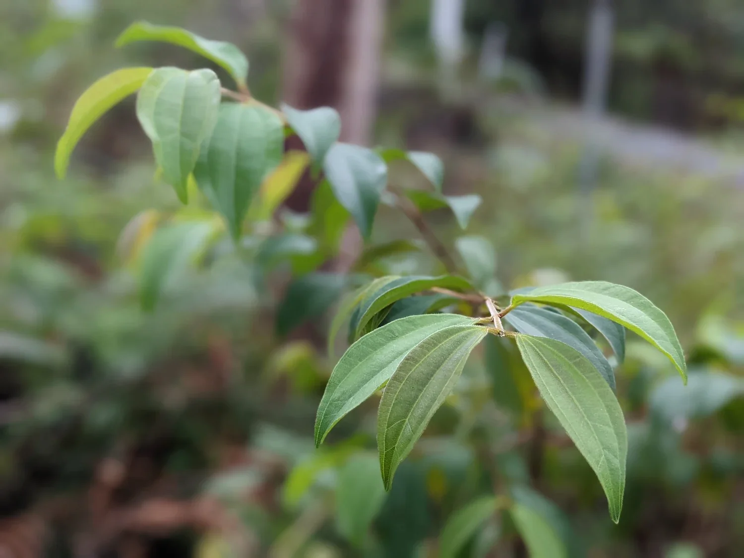 Rhodamnia Rubescens Leaves