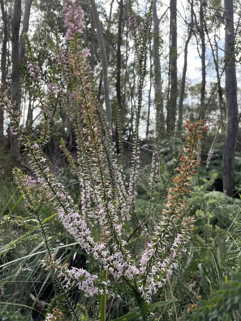 Epacris purpurascens var. purpurascens