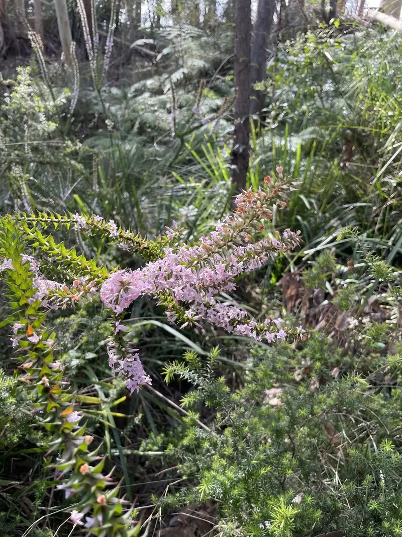 Epacris purpurascens var. purpurascens