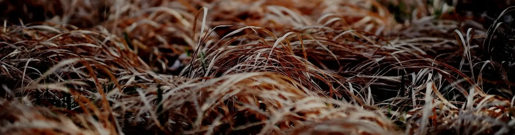 Close-up of dry, brown grass with a dark background.