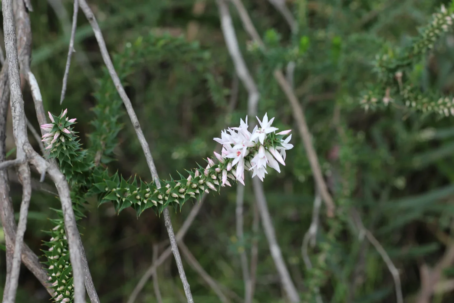 Epacris purpurascens var. purpurascens
