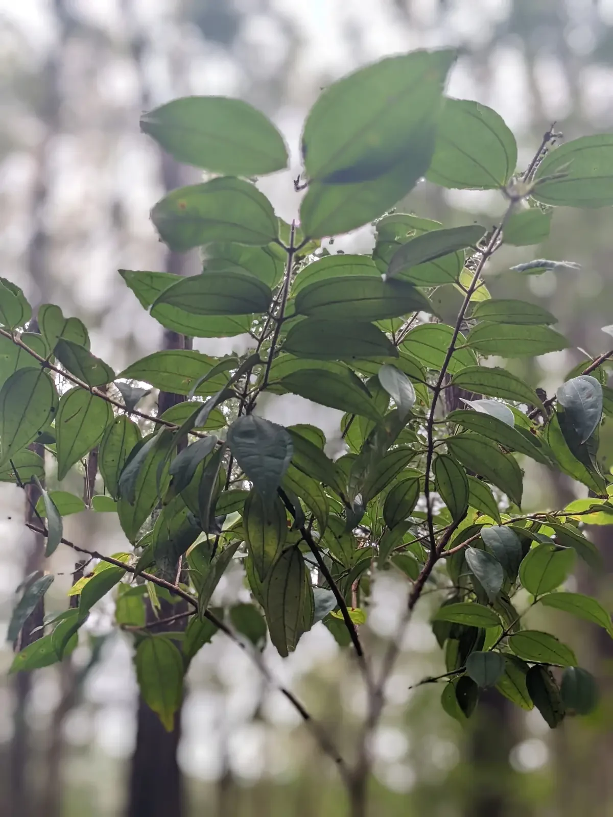 Rhodamnia Rubescens Leaves