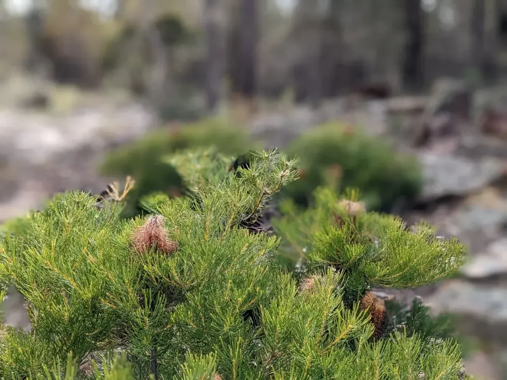 Close-up of green pine branches and pinecones in a natural outdoor setting with a blurred background.