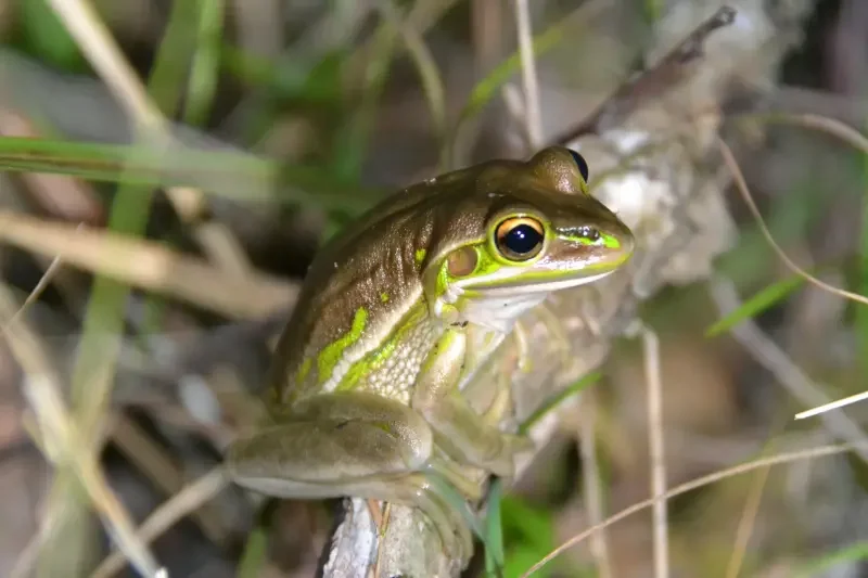 Green Golden Bell Frog