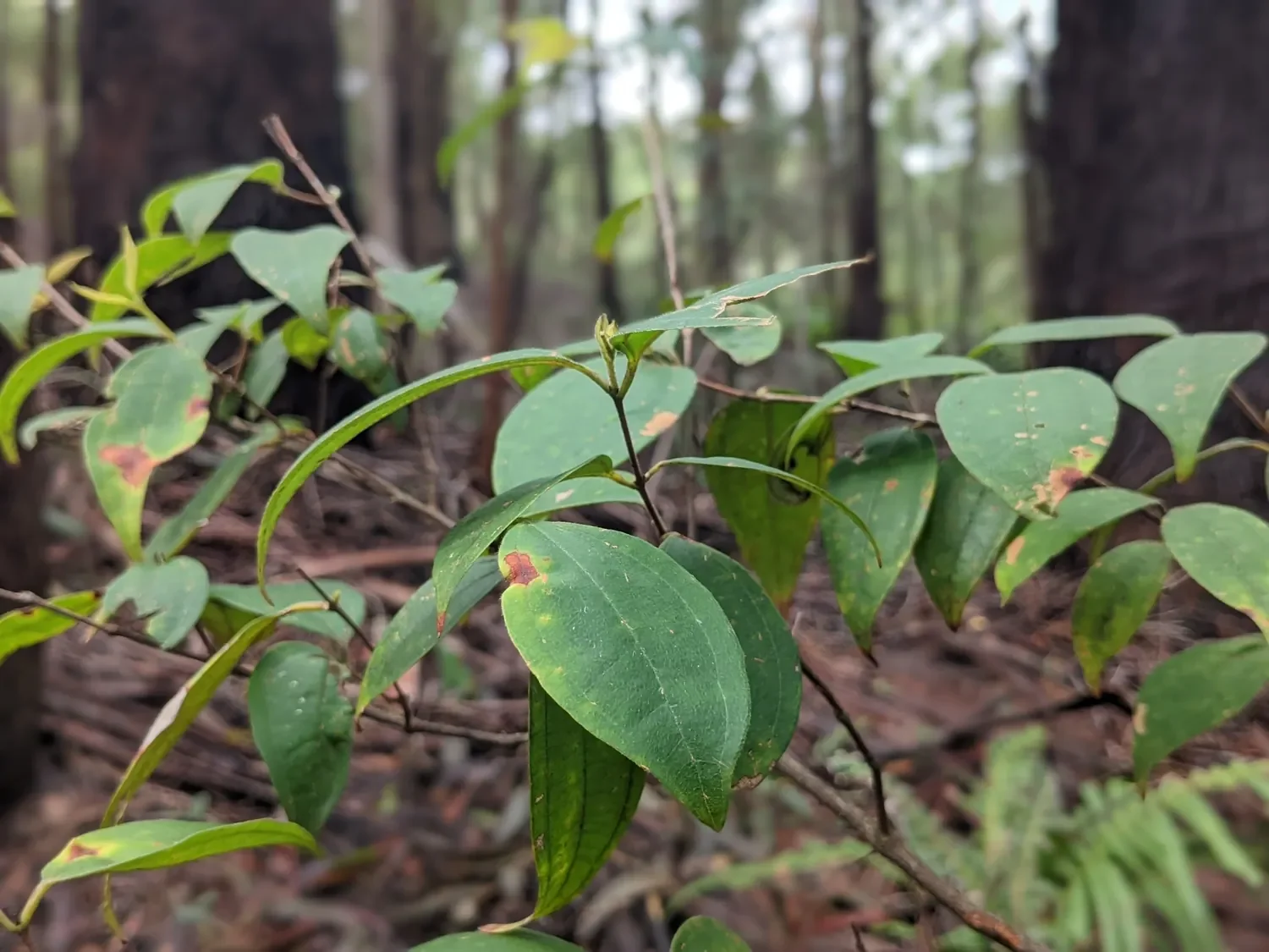 Rhodamnia Rubescens Leaves