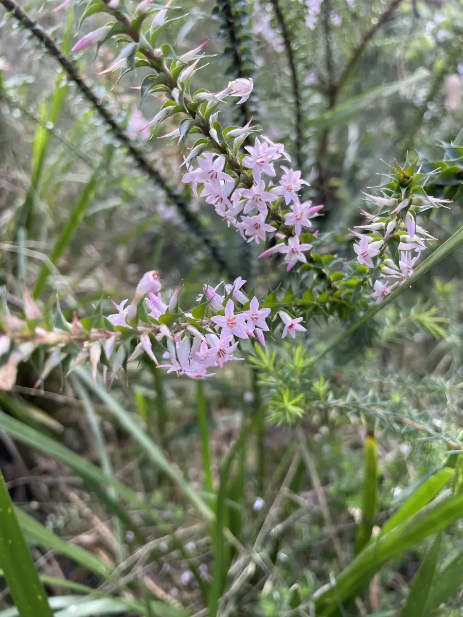 Close-up of a flowering plant with small pinkish-white flowers and green leaves, surrounded by grass and foliage.