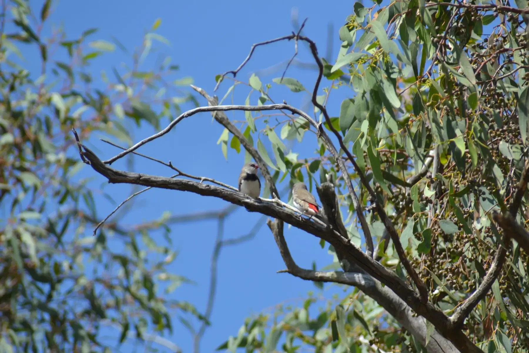 Two birds in a tree