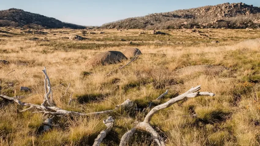 Landscape image of temporate grassland in New South Wales collected during Biodiversity Development Assessment Report for East Coast Ecology