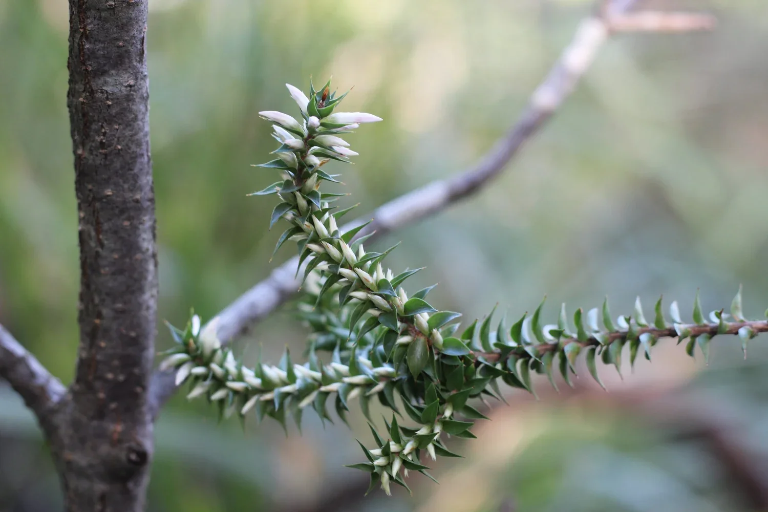 Epacris purpurascens var. purpurascens