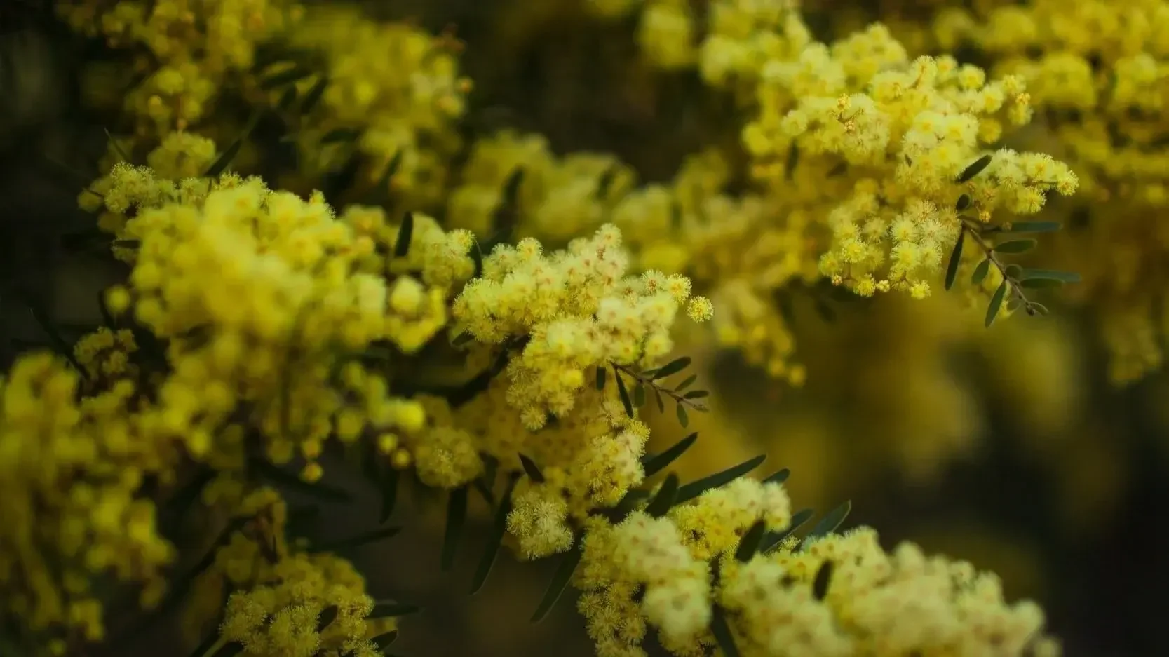 Acacia shrub flowering with dense yellow flowers collected for Vegetation Management Plan by East Coast Ecology