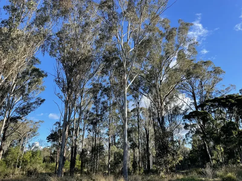 Gum trees.