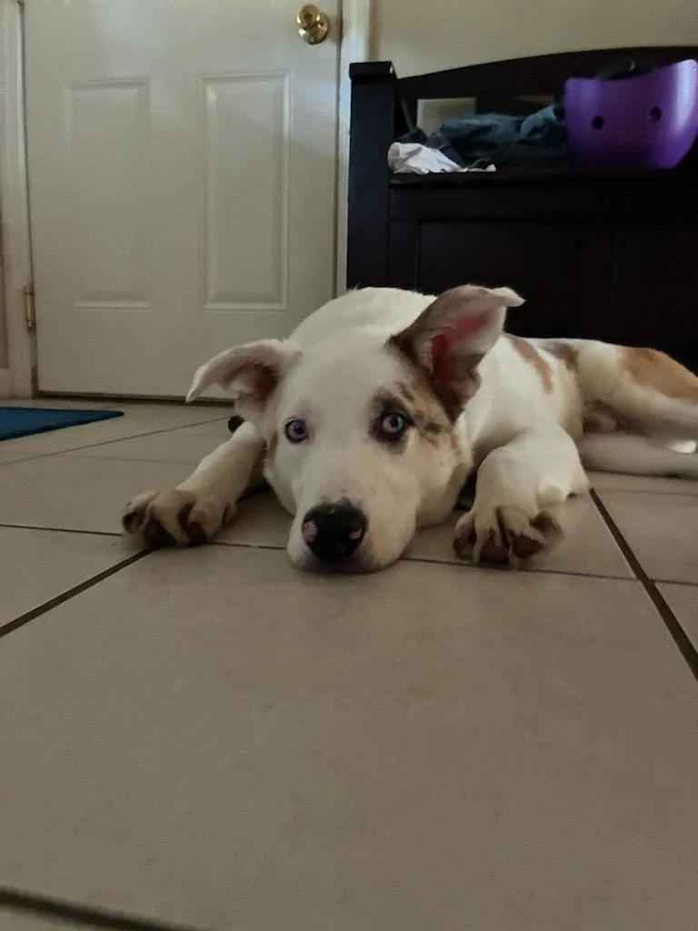 image1_1.jpeg