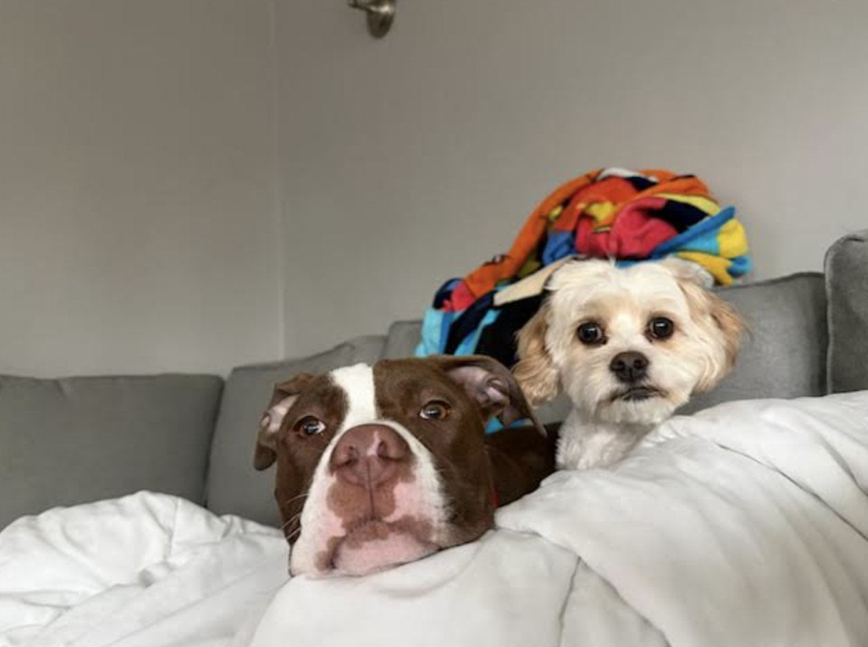 Screen Shot 2026-04-20 at 6.54.30 PM.png