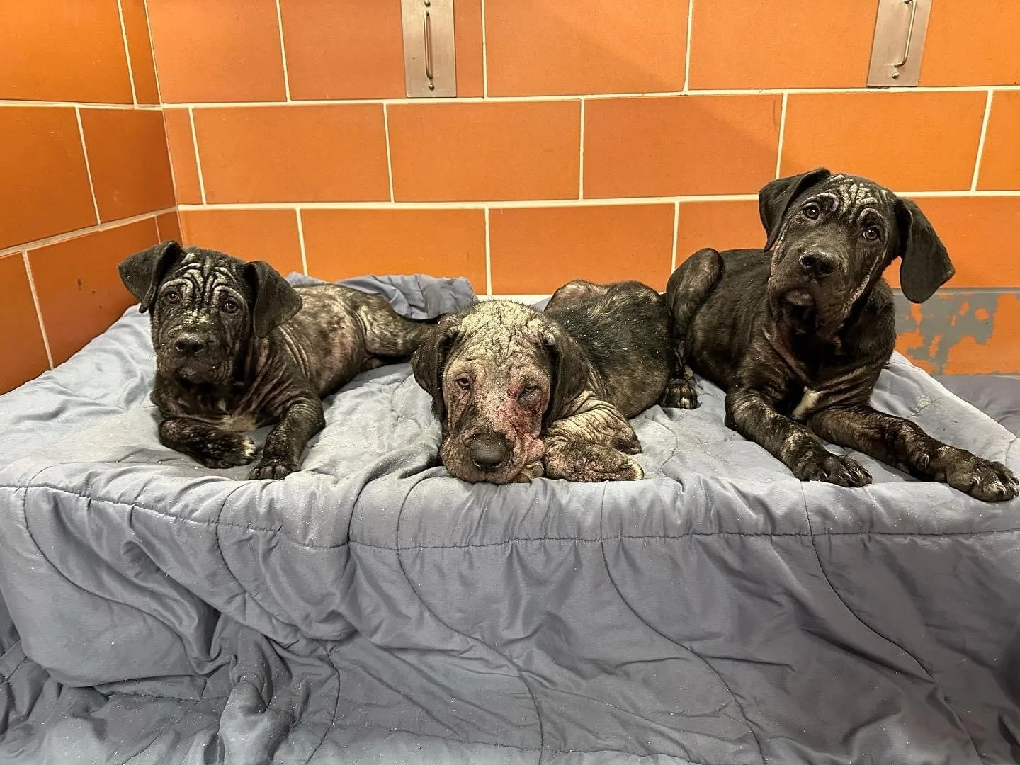 Mcp Rescue MCP Chicago