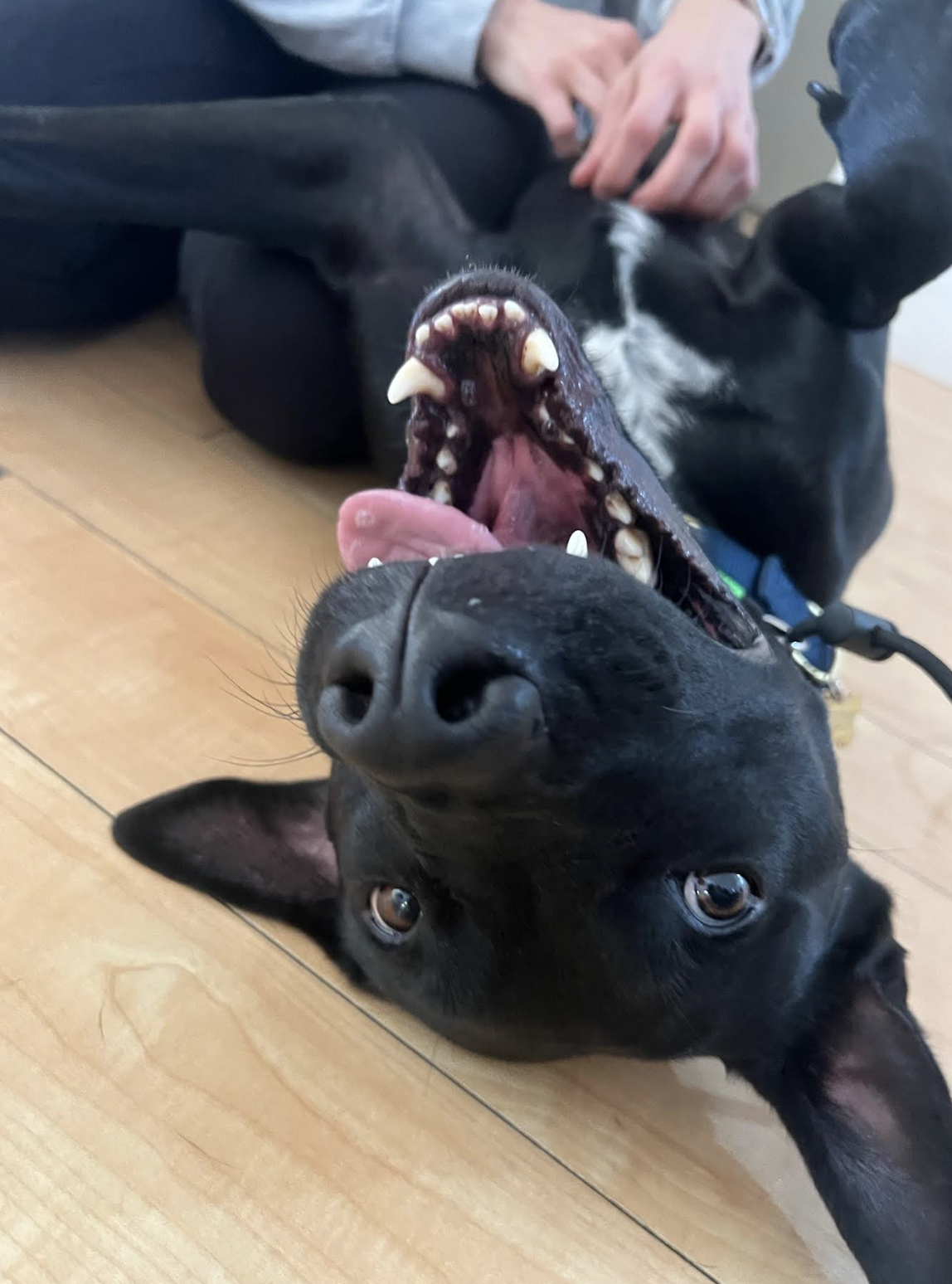 Screen Shot 2025-12-18 at 7.42.38 PM.png