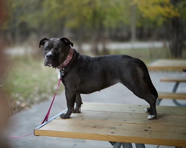 Sweetie Pie MCP 3.JPG