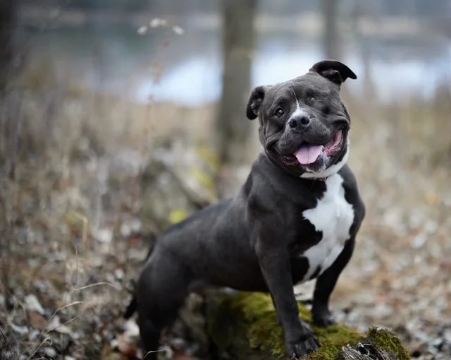 Sweetie Pie MCP 1.JPG