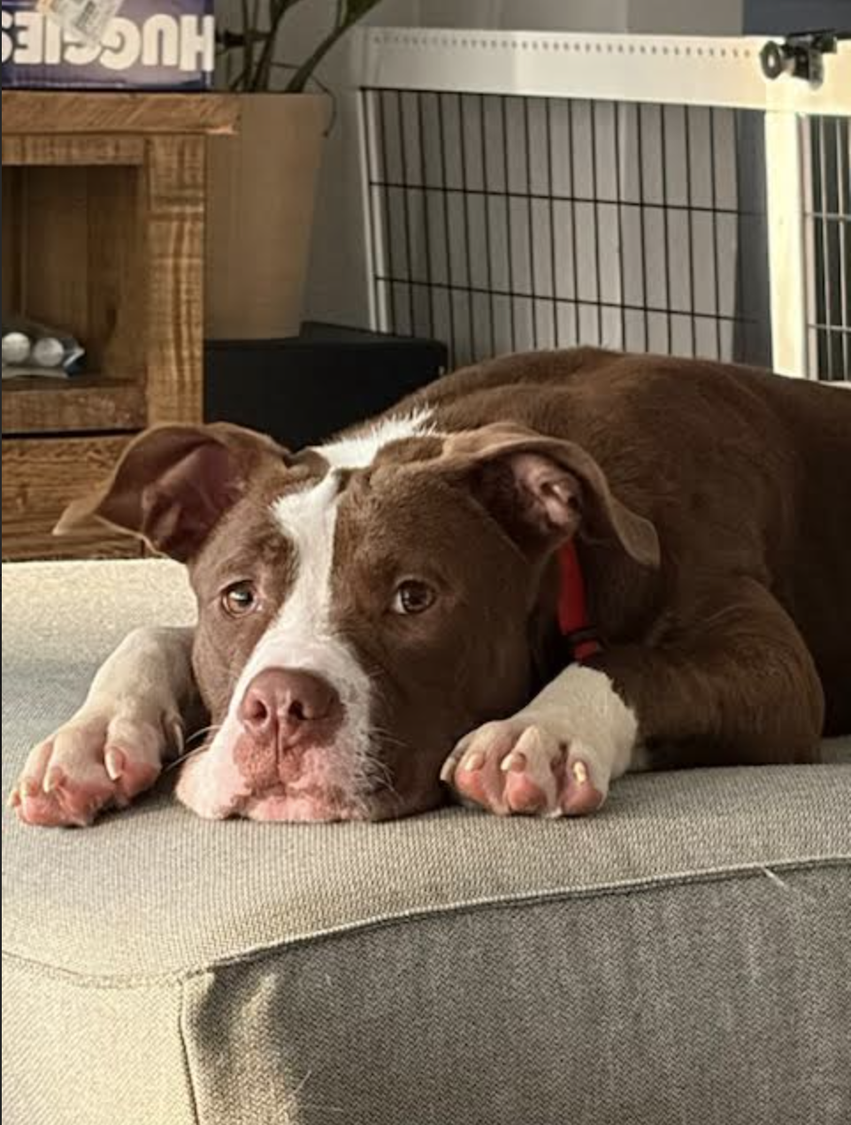 Screen Shot 2026-04-20 at 6.54.03 PM.png