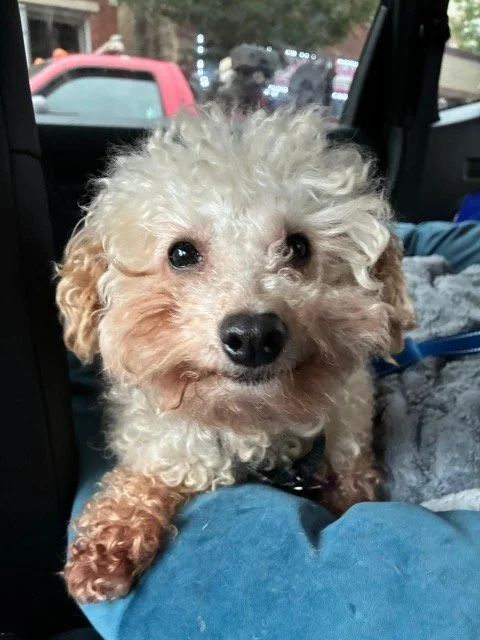 henry (3).jpeg
